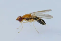 Psila lateralis thumbnail 3
