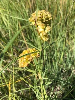 Engelmann's milkweed thumbnail 2