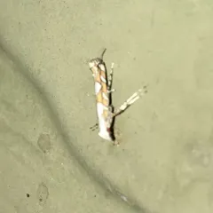 Acrocercops albinatella thumbnail 4