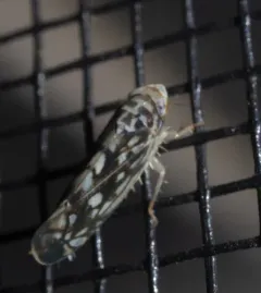 Scaphoideus melanotus thumbnail 4