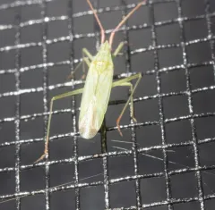 Rice Leaf Bug thumbnail 3