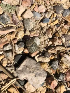 Lanceolated Chafer thumbnail 4