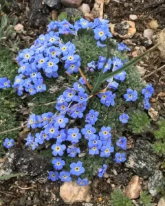 pale alpine forget-me-not thumbnail 4