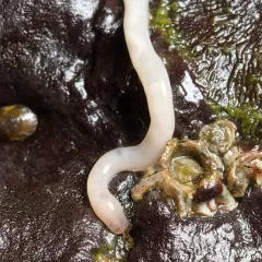 Amphiporus formidabilis thumbnail 2