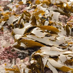 sea cabbage kelp thumbnail 2
