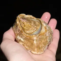 Giant Acorn Barnacle thumbnail 4