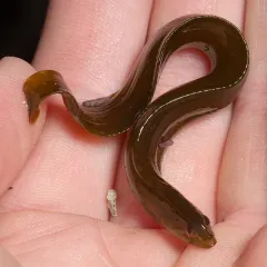 Penpoint Gunnel thumbnail 3
