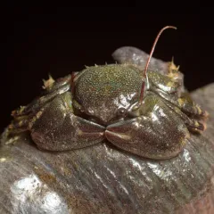 Flat Porcelain Crab thumbnail 4