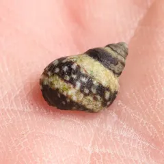 Checkered Periwinkle thumbnail 4
