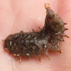 Eighteen-scaled Worm thumbnail 4