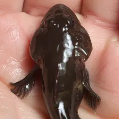 Rosylip Sculpin thumbnail 4