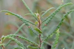 sweetfern thumbnail 4
