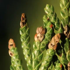 Cedar Leaf Blight thumbnail 4