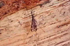 Anopheles perplexens thumbnail 2