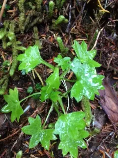 Newcombe's Groundsel thumbnail 3