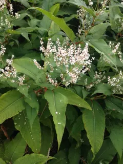 Himalayan knotweed thumbnail 4