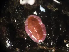 Tonicella venusta thumbnail 3