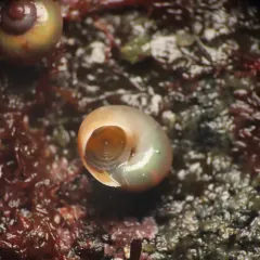 Pearly Topshell thumbnail 4