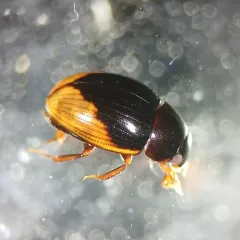 Spot-headed Water Scavenger Beetle thumbnail 3