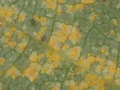 birch rust thumbnail 2
