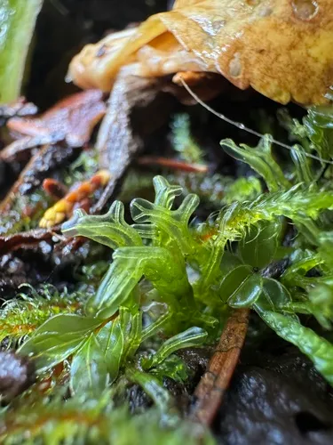 Hooked Veilwort