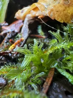 Hooked Veilwort thumbnail 1