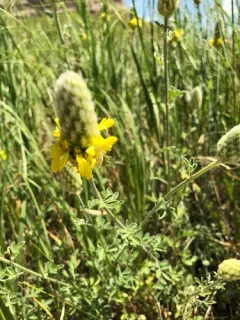 Golden Prairie Clover thumbnail 2
