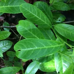 Cherry laurel thumbnail 2