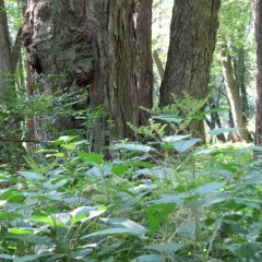 wood nettle thumbnail 2