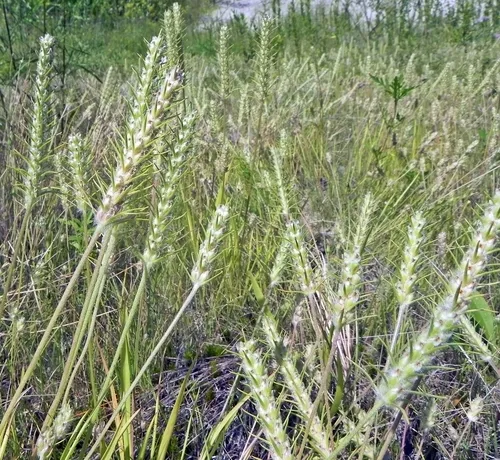 bracted plantain