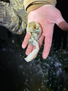 Giant Ghost Shrimp thumbnail 3