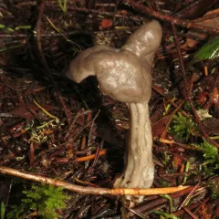 Fluted Brown Elfin Saddle thumbnail 4