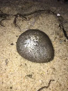 Hard-fingered Sea Cucumber thumbnail 3