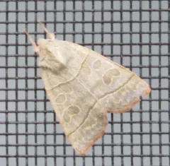 Ipimorpha nanaimo thumbnail 4