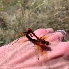 Cardinal Meadowhawk thumbnail 1