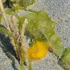Glassy Tubeworm thumbnail 3