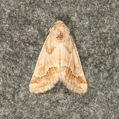 Schinia walsinghami