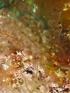 Rhodomela lycopodioides thumbnail 2