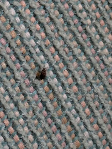 Brown Carpet Beetle