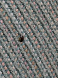 Brown Carpet Beetle thumbnail 1
