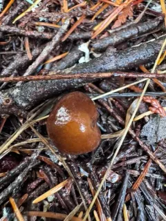 Inocybe leiocephala thumbnail 2