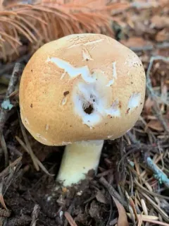 Agaricus smithianus thumbnail 2