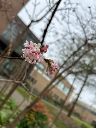 fragrant viburnum