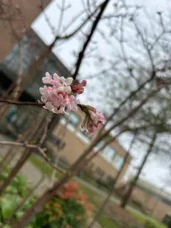 fragrant viburnum thumbnail 1
