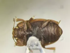 Stelidota coenosa thumbnail 1