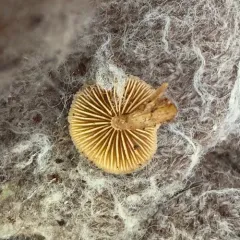 Galerina mammillata thumbnail 4