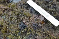 Lawn alga thumbnail 2