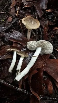 Hygrophorus acutus thumbnail 2