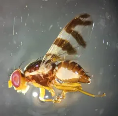 Eastern Cherry Fruit Fly thumbnail 2