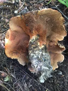 Sarcodon indurescens thumbnail 4